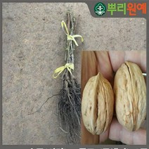 호두나무 신령 왕호두 묘목 신령호두40cm~60cm내외 2주 hsc