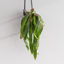 립살리스 루비 행잉 플랜트 공중식물 반려식물 플랜테리어
