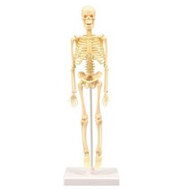 미니 해골모형 인체 골격 조립 관찰 학습 실험 병원 실습 수업 원리 의학 교구 연구 교재 과학