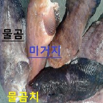(쌍다리상회) 생물 물곰치 통마리 3-15마리 10-15kg이상 영업집용, 물곰치 토막 손질 10kg이상 20-25인용 이상