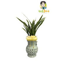 산천조 동양란 개업 승진 축하화분 인테리어화분 동양난, 동양란 - 산천조, 읍/면/리 단위 지역(배송비 2만원 추가)