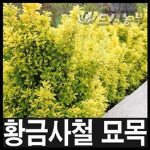 황금사철/황금사철나무/황금사철묘목/조경수/도시농부, H0.6(60cm)*분 1주
