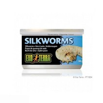 파충류누에먹이 파충류용품 테라 누에 34g 용품 -153EA givenus11408*8155807mK, 1, 본상품선택