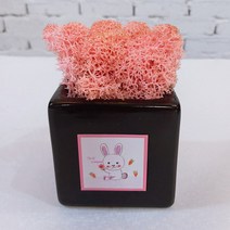 스칸디아모스 천연이끼 공기정화 큐브 모스, 손그림 큐브 블랙 모스-핑크