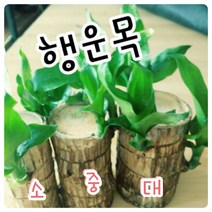 꽃나라엘리스 행운목(중)-박스판매-꽃말은 행운 행복