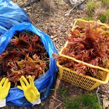 유기농 가죽나물 1kg 2kg 23년 가죽나무 순 못난이 참죽나물, 가죽나물 1kg 상품