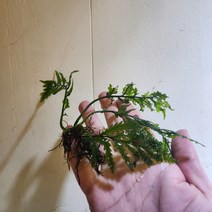 볼비티스 1벌브 음성수초 활착수초 수족관 어항 물고기 열대어키우기