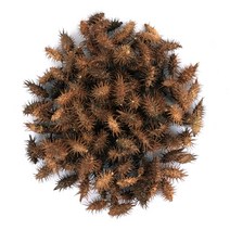 동의한재 자연산 국산 햇 저온 볶은 도꼬마리 창이자 독고마리 3kg, 단품