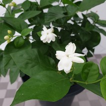 도희씨네 정원>> 자스민향 가득한 함박 자스민 170″ class=”wr-img”></a></div></p></div></p></div></p></div><div class=