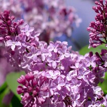 묘목/라일락(수수꽃다리) 실생 2년/10주묶음 KJ1945, 10개