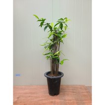 골드 세피아 / 랜덤 발송 / 나무 높이만 70cm내외, 1개