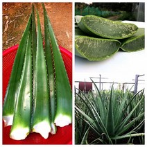 골드알로에농장 알로에베라 3kg, 1개, 사포나리아 3kg
