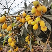 4계절 내내 먹을 수 있는 신지도 비파청 5kg 비파잎차 200g