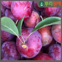 자두나무 자두묘목 자두나무묘목 올자두 대석 정상 로얄대석 왕대석