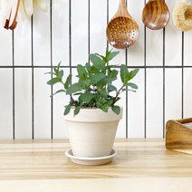 1+1 페니로열민트 키친허브 화분 세트 바질 베란다 텃밭 허브 키우기, H20.페니로열민트, H04.애플민트