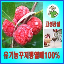구지뽕 발효효소진액 꾸지뽕C 3+1행사 100mlX120팩 총4박스 국산유기농고성곰실 구찌뽕열매 100%, 4개