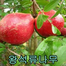 슈퍼왕 석류나무 삽2년특1+앵두 나무 접1년특1그루 총 2그루 나무 묘목 나무판매 묘목판매