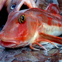 통영 매운탕 500g+지리탕 500g 소스포함 무료, 지리+매운탕거리 1kg + 소스2종