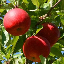 기린농산 고당도 안동 꿀 부사 사과, 안동사과 (중대과)-2kg