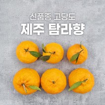 제주도 탐라향 10kg 5kg 3kg 고당도 귤 선물세트, 탐라향 가정용 S-2L 혼합과 10kg