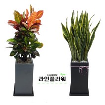 송추꽃배달 송추꽃집 개업화분, 회색, 산세베리아
