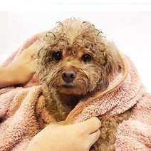 한샘크리너 국내산 초극세사 대형 애견타올 강아지타올 펫타올 60*200, 베이지