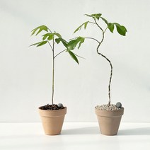 황칠나무 키우기 쉬운 인테리어 공기정화 거실 중형 식물 화분 개업식 집들이 축하 선물, 중품 일자 기본포트