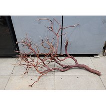 네츄럴만자니타유목 가지유목 브라운만자니타 인테리어나뭇가지 장식용나무가지 60~90cm.90~120cm