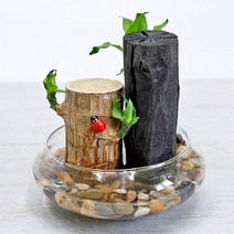 행운목 숯정원글라스 수경재배 DIY SET, 단품