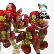 공기정화식물 다육 염좌, 1개