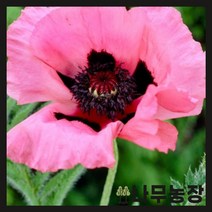(나무농장) 수입숙근초 숙근양귀비 라즈베리퀸