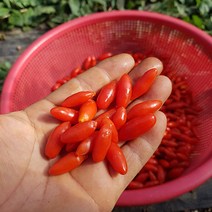 폴인러브 2020년 햇 구기자생과 구기자열매 건구기자 지골피, 건구기자(500g)