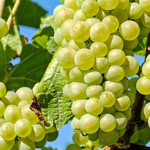 [빛과나무]샤인머스켓(망고포도) 2kg / 3-5송이, 단품