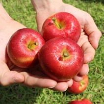 영천 루비에스 특상 1KG 간편 미니사과, 1개