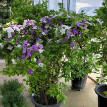 키움원예 관상수 쟈스민 쟈스민(야영화) 개화주 3년생 (올핀)_1972EA, 본상품선택