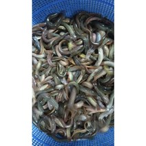 미꾸라지보양즙 100ml, 100ml 120포