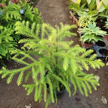 아라우카리아 크리스마스트리해요