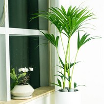 판다플라워 PFO008 병원/카페/네일샵 개업 축하선물 인테리어 겐자야자 화분/사무실/집안 분위기 업그레이드