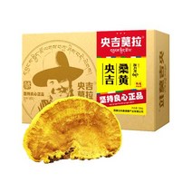 자연산 45년 뽕나무 상황버섯 500g 건강차 원물, 1개