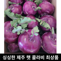 [국내산/국산] 햇 제주 콜라비 특품 5kg 3kg 달달한 햇콜라비 무침용 나물용 샐러드 콜라비생채 즙용 주스용 즙 주스 무침 나물 비트 레드비트 제주산, 특 5kg