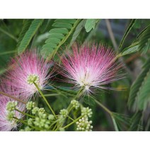 자귀나무 1kg 녹화용 산림종자 (PK), 1개