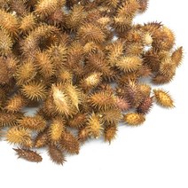 창이자 국내산 100g 도꼬마리 독고마리 열매, 1개