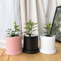 [1+1 SET] 조그마한 하얀꽃 공기정화식물 키우기쉬운 반려식물 오렌지 자스민 도자기, 도자기 핑크, [1+1SET]도자기 화이트+화분받침, 화분받침(1+1)