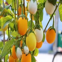 계란가지 (Golden Eggs) 10립