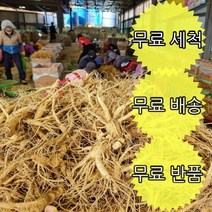 금산 인삼 6년근 수삼모음 가정용 식당용 가성비제품, (무료세척) 실실이 80~100뿌리