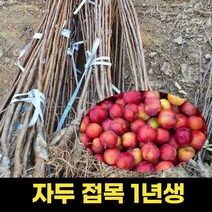 자두묘목 1년생 로얄대석 조경용 과일나무 키우기, 제이에스리빙쿠팡 본상품선택, 1개