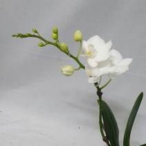 하이시티팜 미니호접란 아침이슬-외대, 1개