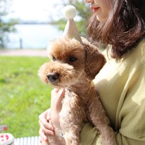 소소펫토리 캔디팝 강아지 생일모자 고양이 파티 고깔 핸드메이드 파티햇 제작, 골드크림