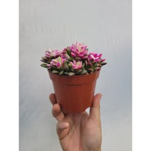 수입다육 무늬취설송 다육이 10~25cm 95