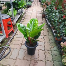 9900 대엽콩고 중대품 50~60cm